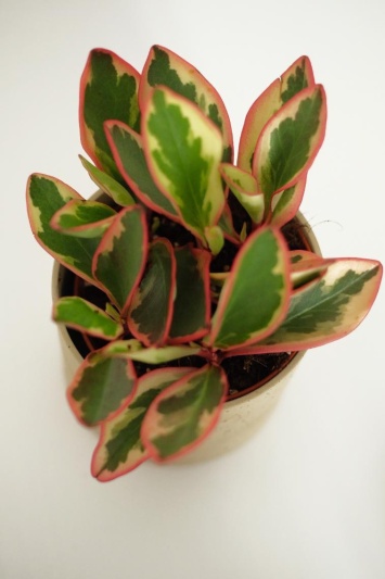 Peperomia Ginny