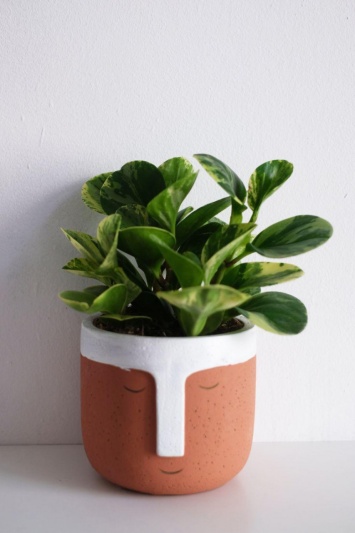 Peperomia Obtusifolia Variegata - Img 4