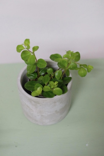 Peperomia Rotundifolia - Img 6