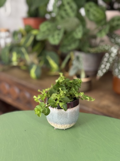 Peperomia Rotundifolia - Img 1