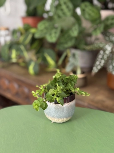 Peperomia Rotundifolia