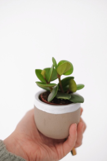 Peperomia Tetraphylla Hope (babyplant) - Img 4