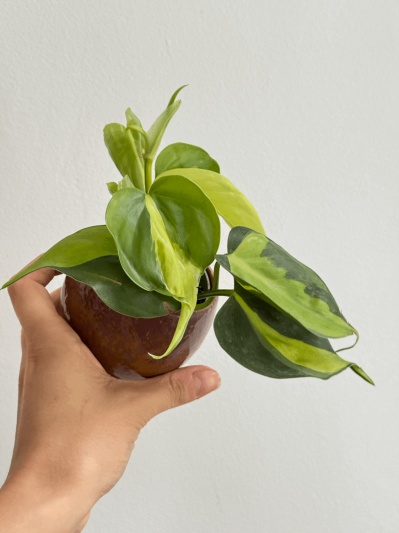 Philodendron Brasil (babyplant) - Img 1