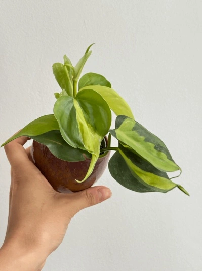 Philodendron Brasil (babyplant)