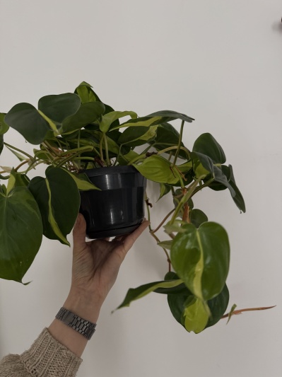 Philodendron Brasil - Img 6