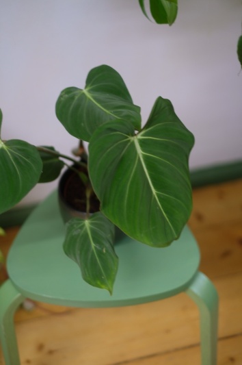 Philodendron Gloriosum - Img 6