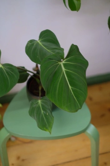 Philodendron Gloriosum - Img 6