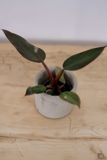 Philodendron Pink Princess - Img 5