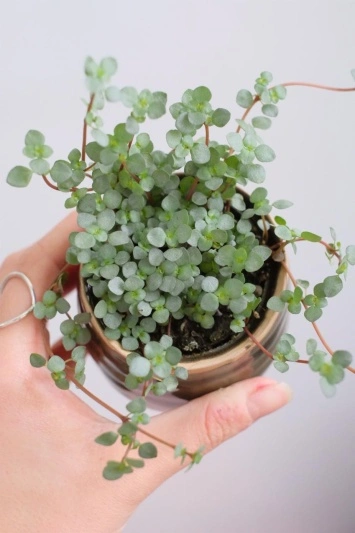 Pilea glaucophylla Greyzy - Img 6