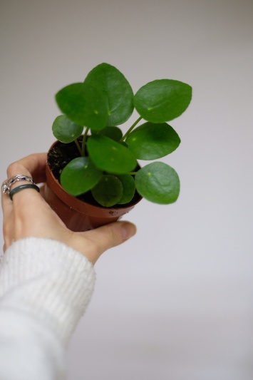 Pilea Peperomioides - baby plant
