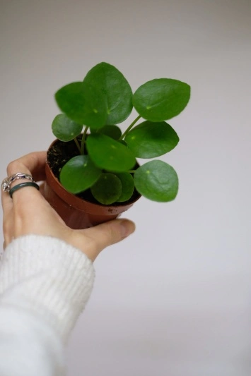 Pilea Peperomioides - baby plant