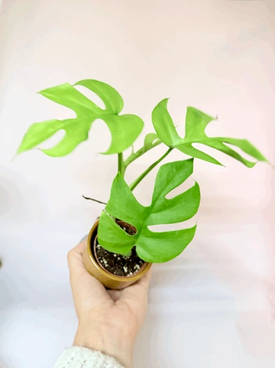 Rhaphidophora tetrasperma (babyplant) - Img 4