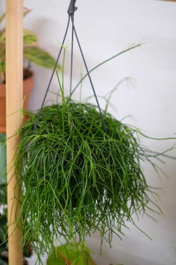 Rhipsalis baccifera Oasis - Img 3