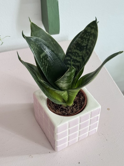 Sansevieria Hahnii Silver Star - Img 2