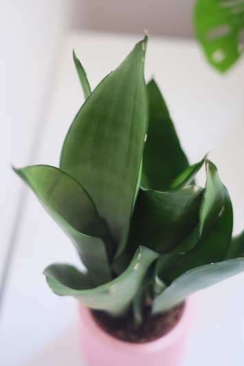 Sansevieria Moonshine - Img 2