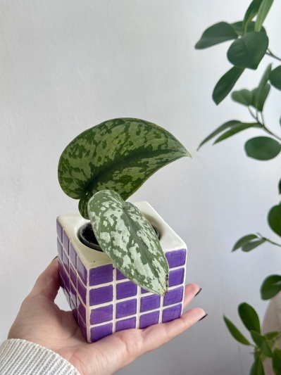 Scindapsus pictus Trebie (babyplant