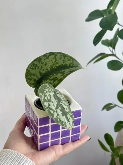 Scindapsus pictus Trebie (babyplant