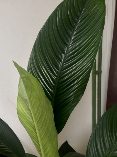 Spathiphyllum Sensation - Img 3