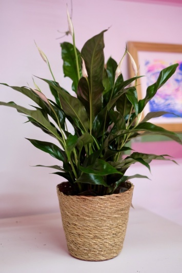 Spathiphyllum Sweet Curiosa - Img 4
