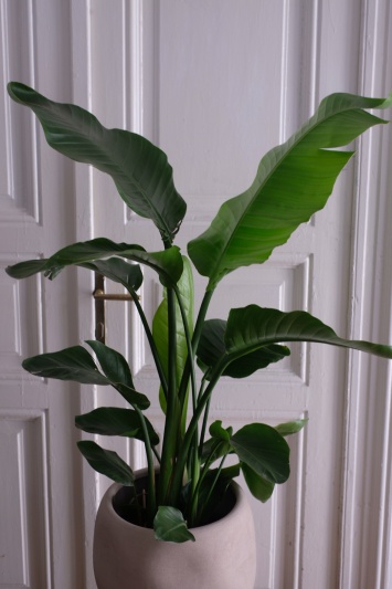 Strelitzia Nicolai - Img 4