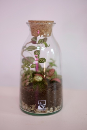 Terariu LAVA Atelier Botanic