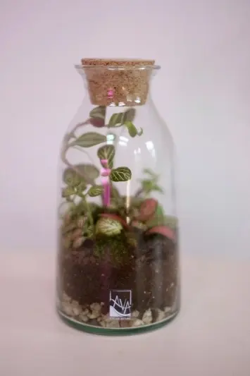 Terariu LAVA Atelier Botanic