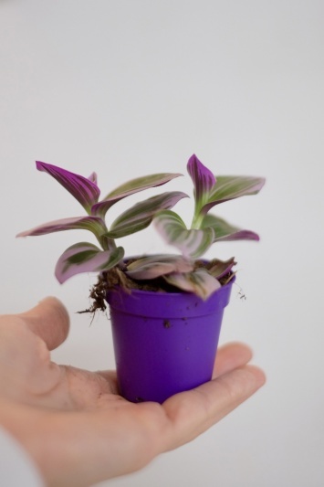 Tradescantia Nanouk - Img 5