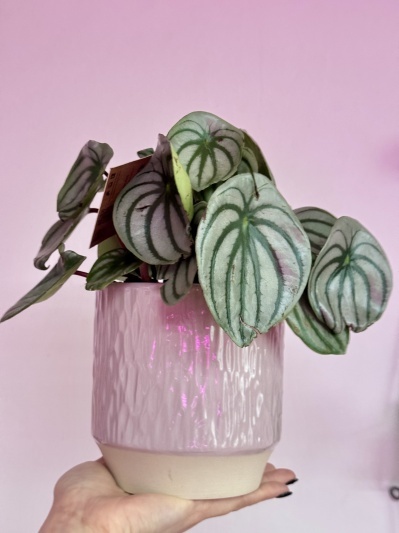 Watermelon Peperomia (Peperomia Argyreia) - Img 4