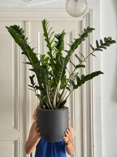 Zamioculcas Zamiifolia - Img 1