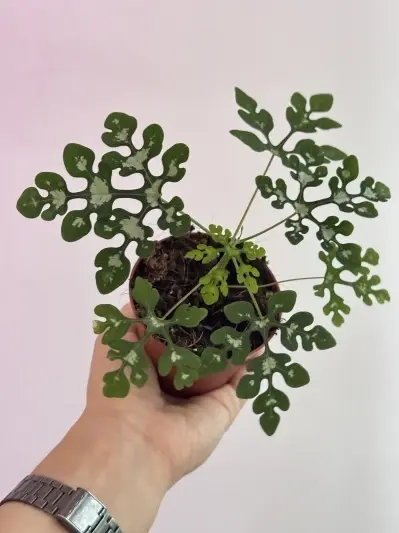 Adenia perrieri