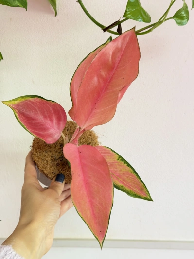 Aglaonema Flamingo - Img 5