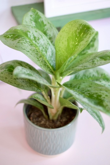 Aglaonema Lemon Mint - Img 5