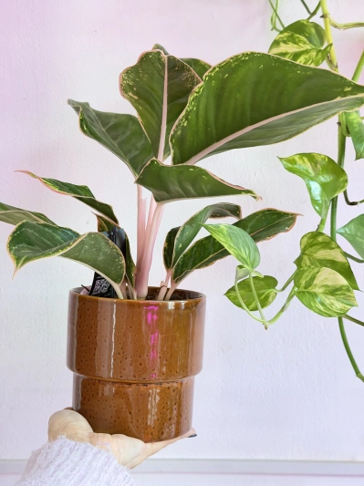 Aglaonema Light Pink Star - Img 2