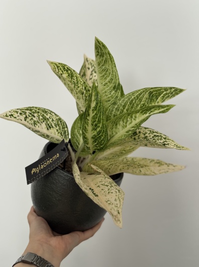 Aglaonema Polar Springtime - Img 6
