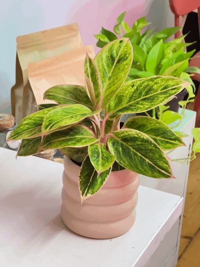 Aglaonema Salmon Fantasy - Img 6
