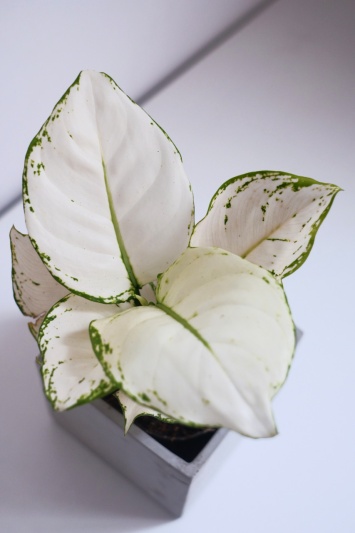Aglaonema White Joy - Img 5