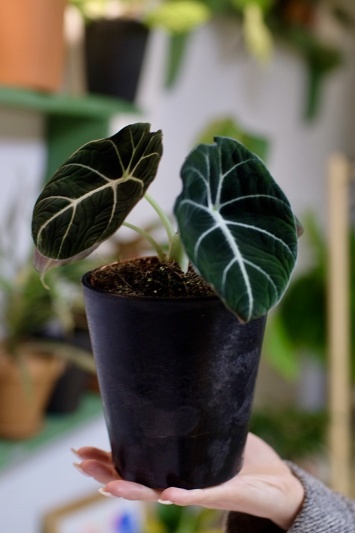 Alocasia Black Velvet - Img 2