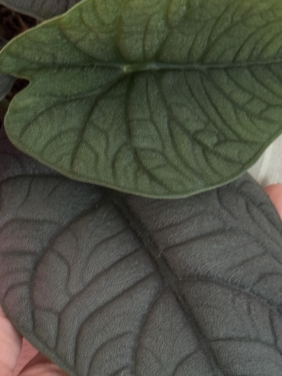 Alocasia Melo - Img 5