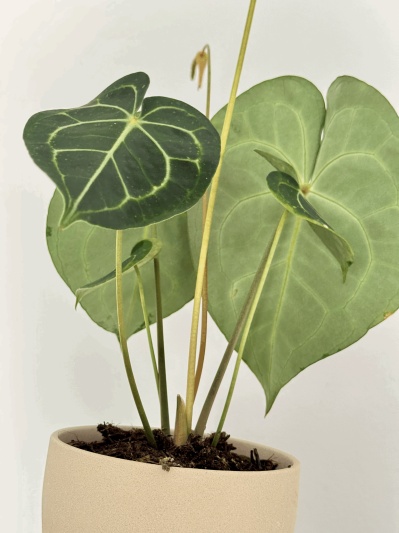 Anthurium Clarinervium - Img 4