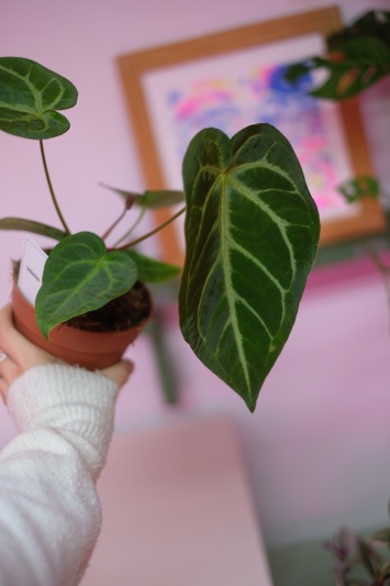 Anthurium C. - Img 6