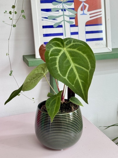 Anthurium Magnificum