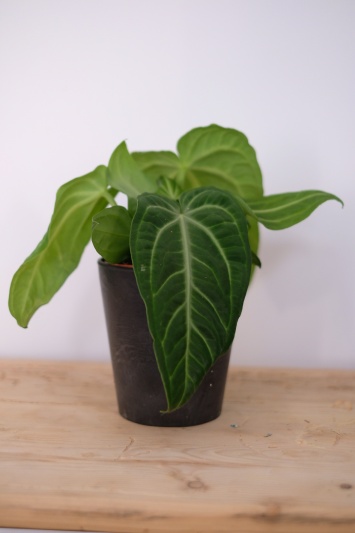 Anthurium Villenaorum - Img 2