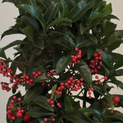 Ardisia Crenata - Img 2