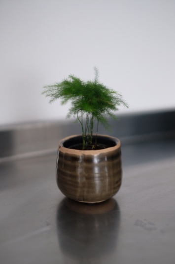 Asparagus Setaceus (baby)