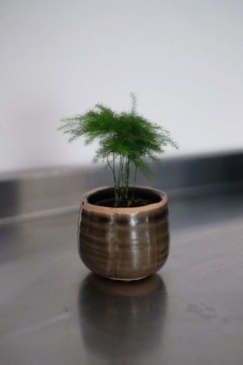 Asparagus Setaceus (baby)
