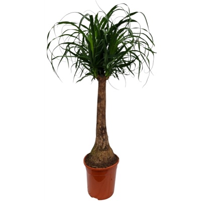 Beaucarnea recurvata - Img 2
