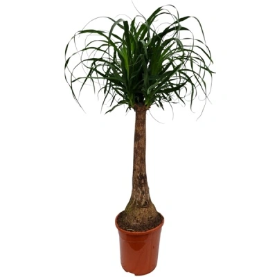 Beaucarnea recurvata - Img 2
