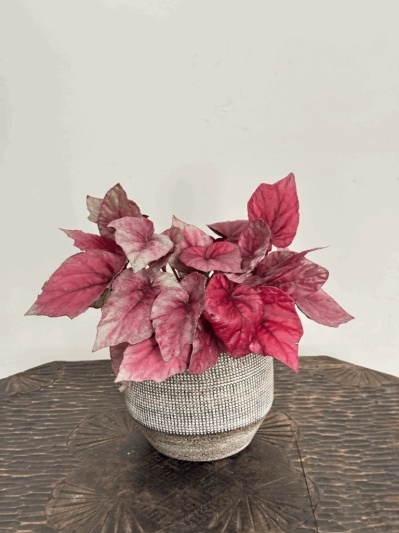 Begonia Rex Indian Summer - Img 2