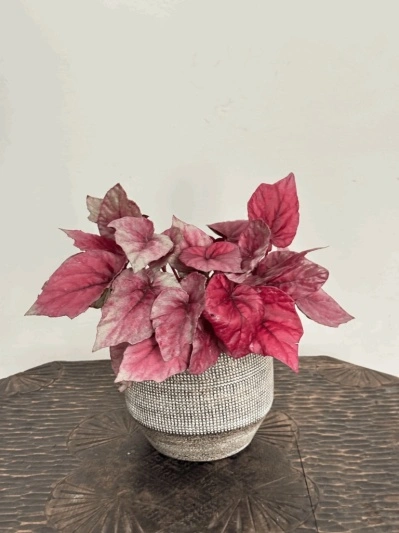 Begonia Rex Indian Summer - Img 2