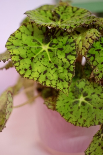 Begonia Rex Lime Fever - Img 4